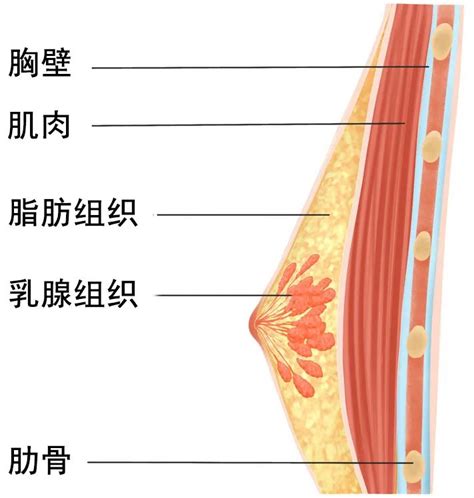 男生 胸|尬！男性乳房也会发育？！还能自行消退吗？